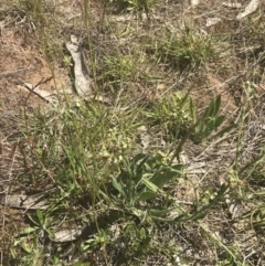 Hackelia suaveolens at Rendezvous Creek, ACT - 24 Nov 2022