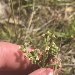 Hackelia suaveolens at Rendezvous Creek, ACT - 24 Nov 2022