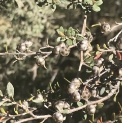 Leptospermum myrtifolium (Myrtle Teatree) at Rendezvous Creek, ACT - 24 Nov 2022 by Tapirlord