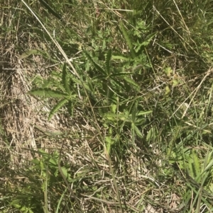 Potentilla recta at Rendezvous Creek, ACT - 24 Nov 2022