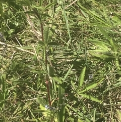 Potentilla recta at Rendezvous Creek, ACT - 24 Nov 2022