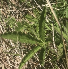 Potentilla recta at Rendezvous Creek, ACT - 24 Nov 2022