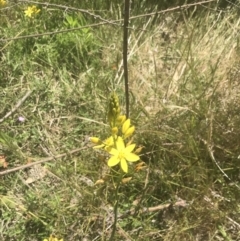 Bulbine glauca at Rendezvous Creek, ACT - 24 Nov 2022