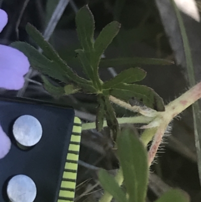 Geranium solanderi var. solanderi (Native Geranium) at Rendezvous Creek, ACT - 24 Nov 2022 by Tapirlord