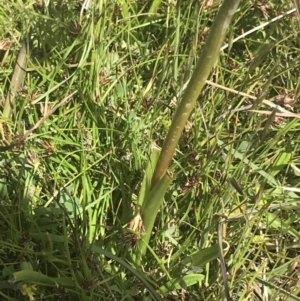 Diuris monticola at Mount Clear, ACT - 24 Nov 2022