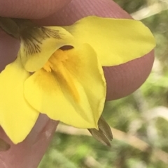 Diuris monticola at Mount Clear, ACT - 24 Nov 2022