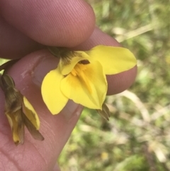 Diuris monticola at Mount Clear, ACT - 24 Nov 2022