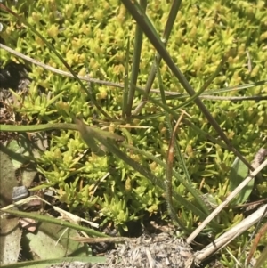 Scleranthus biflorus at Mount Clear, ACT - 24 Nov 2022