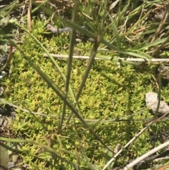 Scleranthus biflorus at Mount Clear, ACT - 24 Nov 2022 12:34 PM