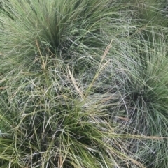 Carex polyantha at Mount Clear, ACT - 24 Nov 2022