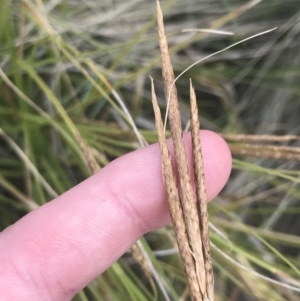 Carex polyantha at Mount Clear, ACT - 24 Nov 2022