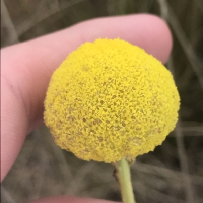 Craspedia paludicola (Swamp Billy Buttons) at Mount Clear, ACT - 24 Nov 2022 by Tapirlord