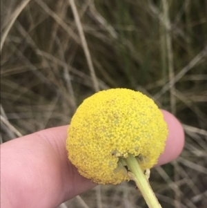 Craspedia paludicola at Mount Clear, ACT - suppressed
