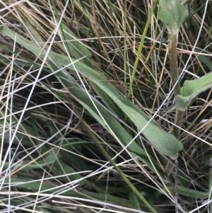 Craspedia paludicola at Mount Clear, ACT - suppressed
