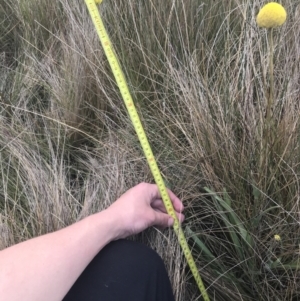 Craspedia paludicola at Mount Clear, ACT - suppressed