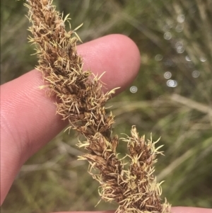 Carex tereticaulis at Mount Clear, ACT - 24 Nov 2022