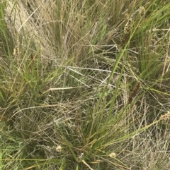 Carex tereticaulis at Mount Clear, ACT - 24 Nov 2022