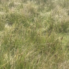 Carex tereticaulis at Mount Clear, ACT - 24 Nov 2022