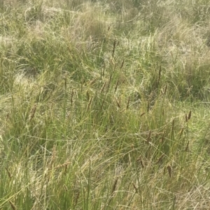 Carex tereticaulis at Mount Clear, ACT - 24 Nov 2022