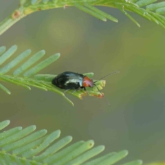 Adoxia benallae (Leaf beetle) at O'Connor, ACT - 11 Dec 2022 by ConBoekel