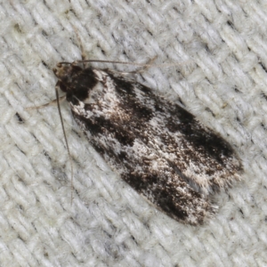 Barea atmophora at O'Connor, ACT - 3 Dec 2022 09:30 PM