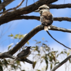 Dacelo novaeguineae at Acton, ACT - 13 Dec 2022 02:05 PM