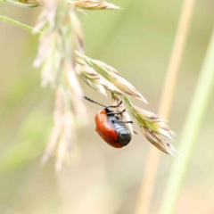 Aporocera (Aporocera) haematodes (A case bearing leaf beetle) at O'Connor, ACT - 11 Dec 2022 by ConBoekel