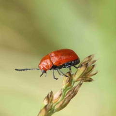 Aporocera (Aporocera) haematodes at O'Connor, ACT - 11 Dec 2022