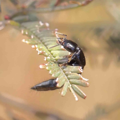 Staphylinidae (family) (Rove beetle) at O'Connor, ACT - 11 Dec 2022 by ConBoekel