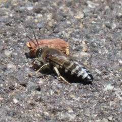 Bembix sp. (genus) (Unidentified Bembix sand wasp) at Acton, ACT - 13 Dec 2022 by RodDeb