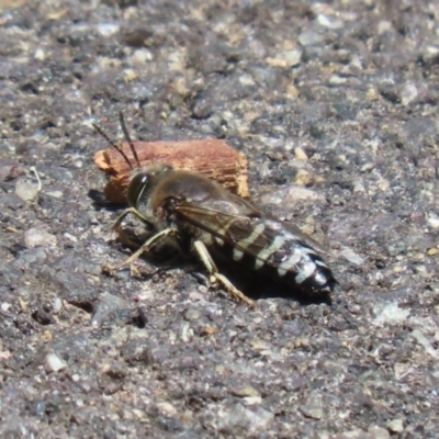 Bembix sp. (genus) (Unidentified Bembix sand wasp) at ANBG - 13 Dec 2022 by RodDeb