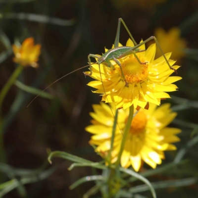 Caedicia simplex (Common Garden Katydid) at O'Connor, ACT - 11 Dec 2022 by ConBoekel