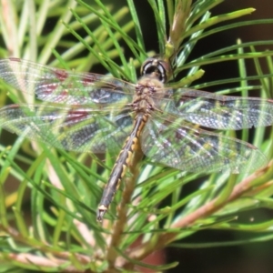 Hemicordulia tau at Acton, ACT - 13 Dec 2022