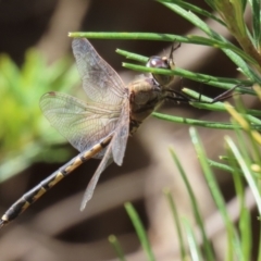 Hemicordulia tau at Acton, ACT - 13 Dec 2022