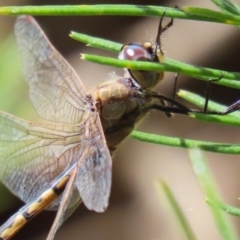 Hemicordulia tau at Acton, ACT - 13 Dec 2022