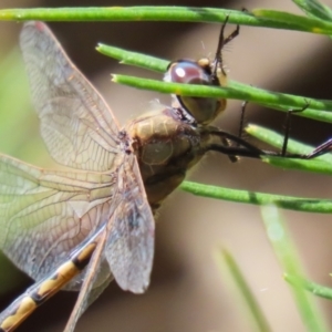 Hemicordulia tau at Acton, ACT - 13 Dec 2022