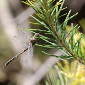 Hemicordulia tau at Acton, ACT - 13 Dec 2022