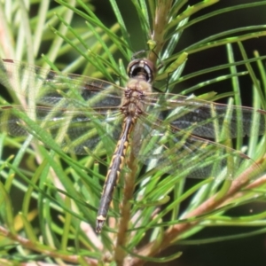 Hemicordulia tau at Acton, ACT - 13 Dec 2022