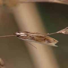 Scieropepla polyxesta (Xyloryctidae) at O'Connor, ACT - 11 Dec 2022 by ConBoekel