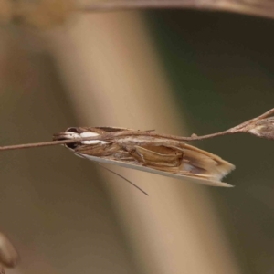 Scieropepla polyxesta at O'Connor, ACT - 11 Dec 2022