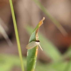 Scieropepla polyxesta at O'Connor, ACT - 11 Dec 2022