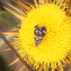 Tebenna micalis (Small Thistle Moth) at O'Connor, ACT - 11 Dec 2022 by ConBoekel