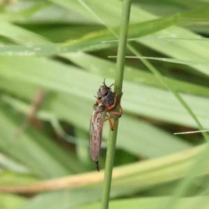 Cerdistus sp. (genus) at O'Connor, ACT - 11 Dec 2022