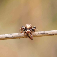 Sandalodes superbus (Ludicra Jumping Spider) at O'Connor, ACT - 11 Dec 2022 by ConBoekel