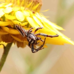 Opisthoncus nigrofemoratus at O'Connor, ACT - 11 Dec 2022 by ConBoekel