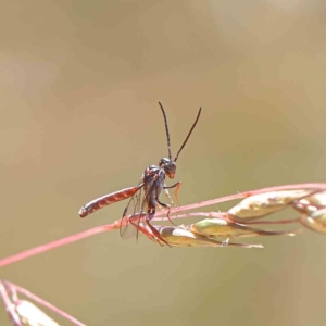 Pseudofoenus sp. (genus) at O'Connor, ACT - 11 Dec 2022