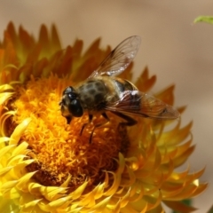 Eristalis tenax (Drone fly) at Acton, ACT - 13 Dec 2022 by RodDeb