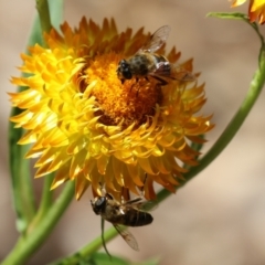 Eristalis tenax at Acton, ACT - 13 Dec 2022