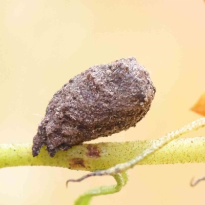 Cryptocephalinae (sub-family) (A case-bearing leaf beetle) at O'Connor, ACT - 11 Dec 2022 by ConBoekel