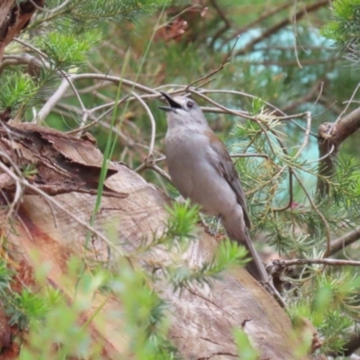 Colluricincla harmonica (Grey Shrikethrush) at ANBG - 13 Dec 2022 by RodDeb